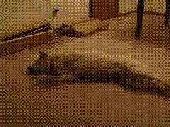 狗狗闭着眼睛睡觉代表什么,狗狗睡觉为什么会有怪异的动作