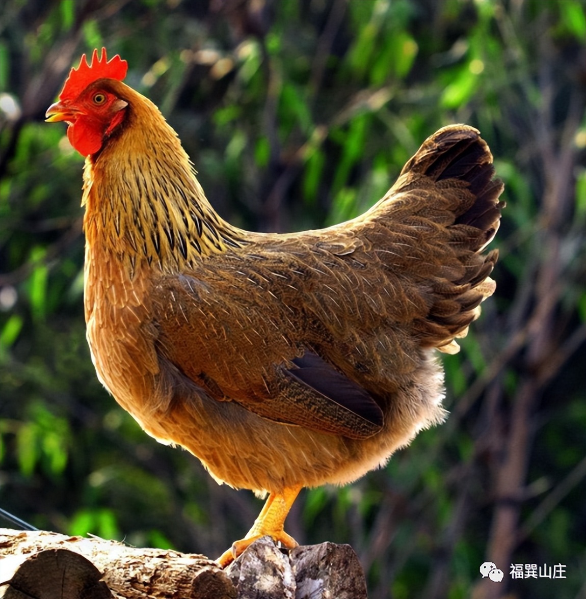 药食同源鸡肉炖汤,药食同源鸡汤