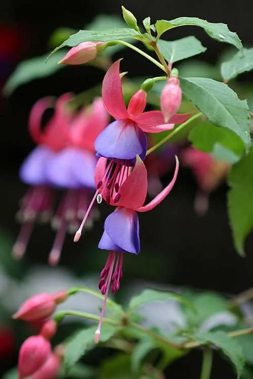 花朵壁纸横版,花朵招财壁纸