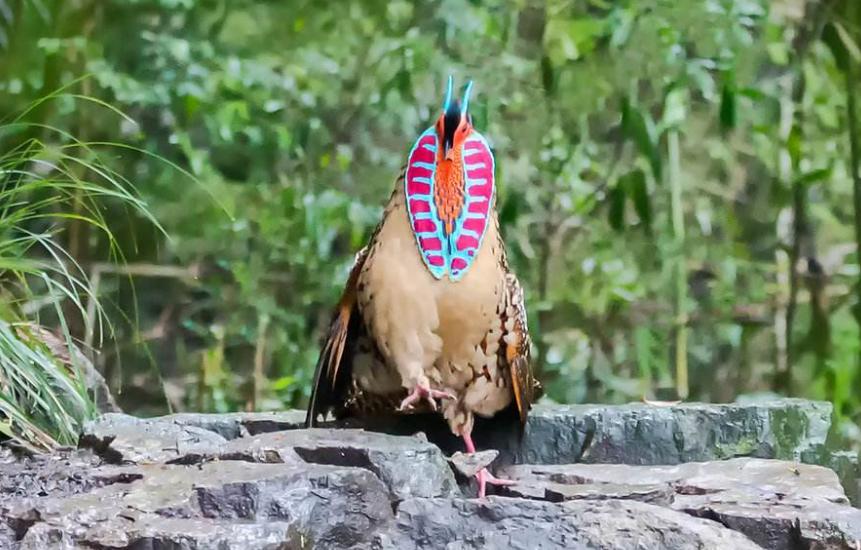 十大最危险的鸟类雪鸮天鹅,濒临灭绝的鸟类图片及名称