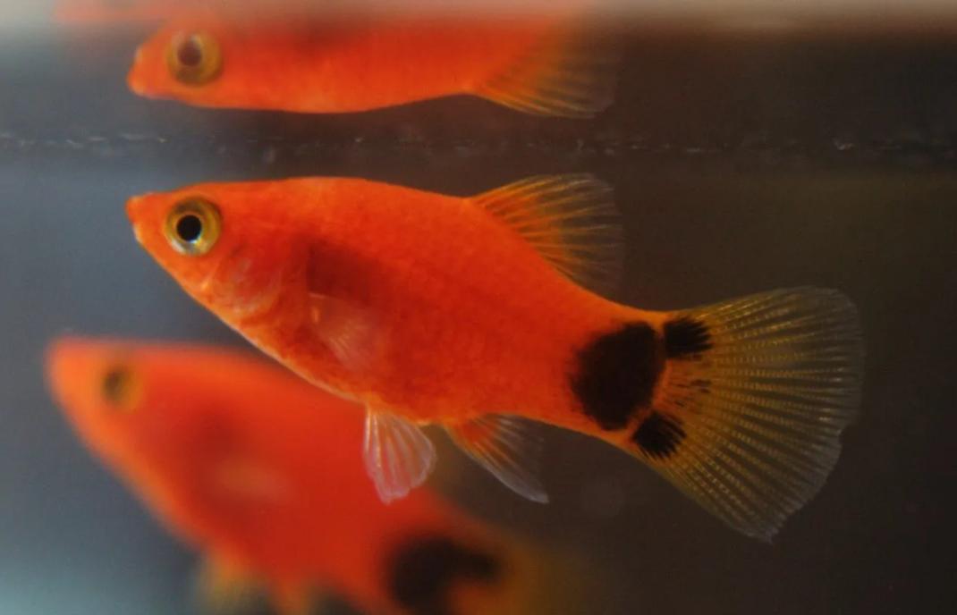 玛丽月光鱼怎么生崽,黑尾月光米奇鱼