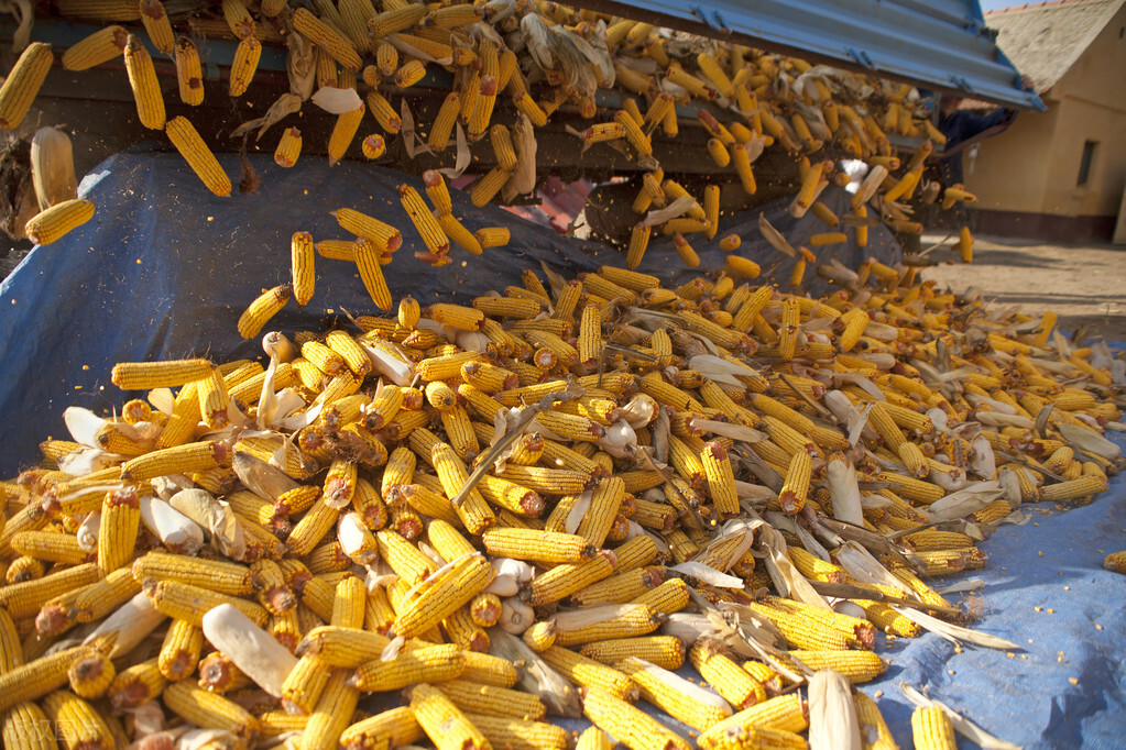 玉米行情高峰来临后市行情如何,山东玉米价格小幅回调会不会大跌