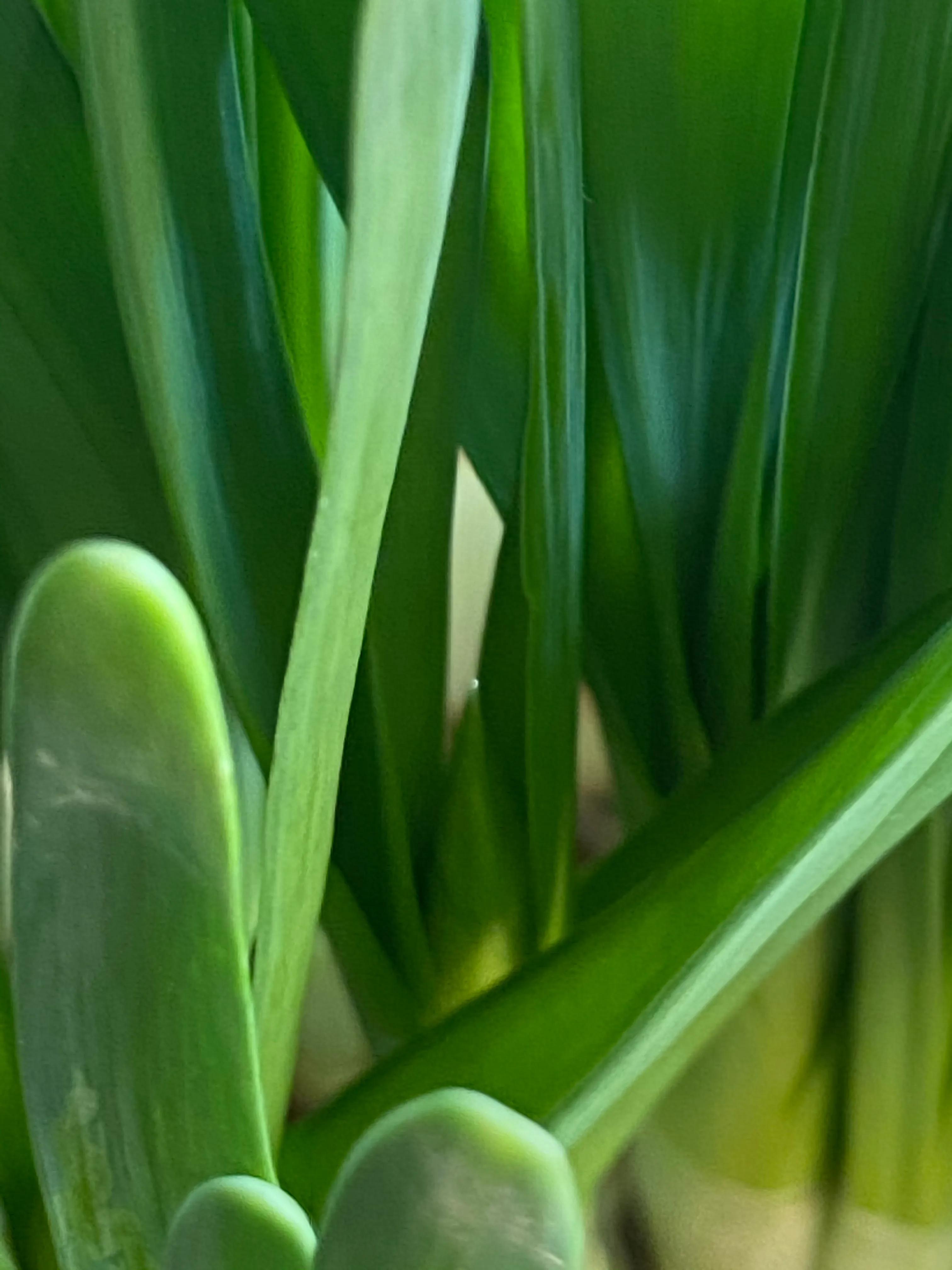 水仙花开迎春节,水仙花开财满福来