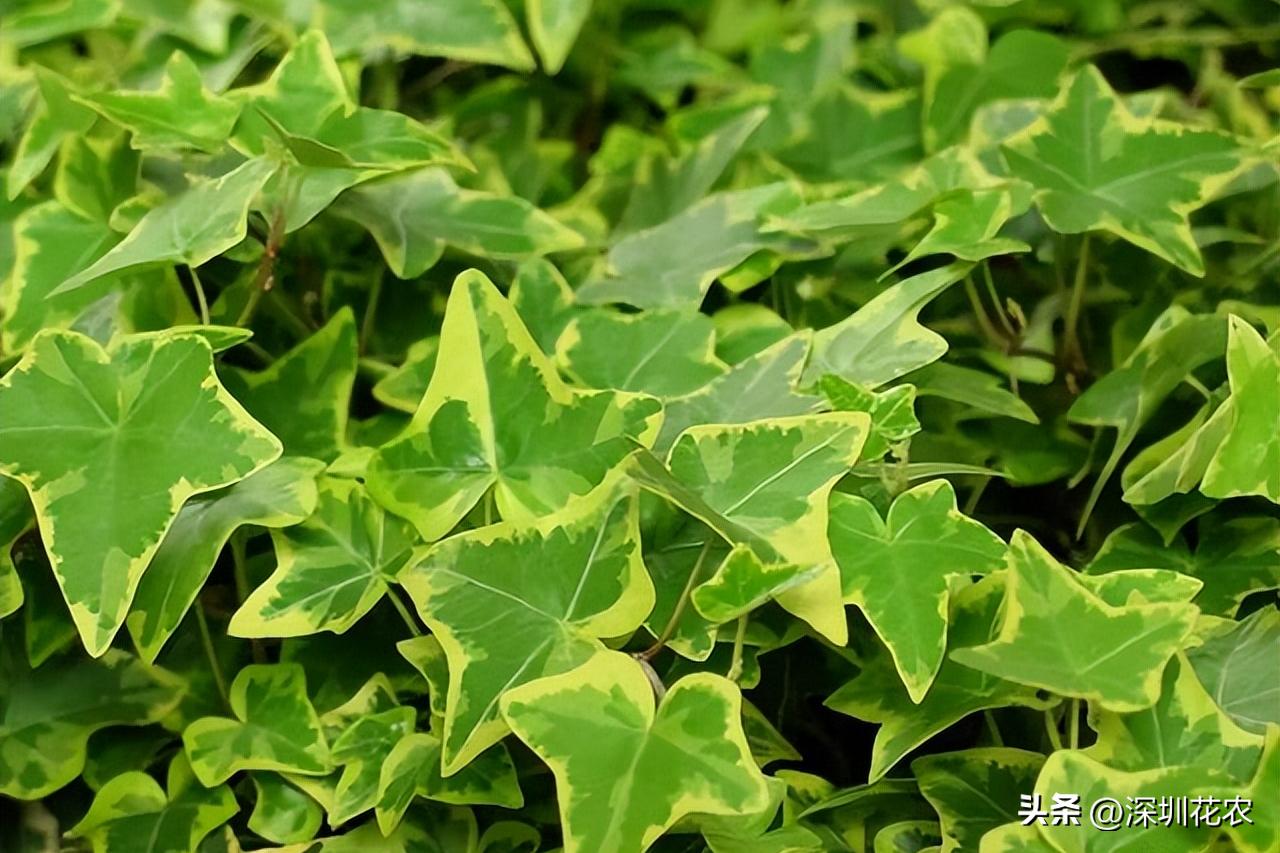 吸收甲醛的最好植物长藤,净化空气最佳植物常春藤