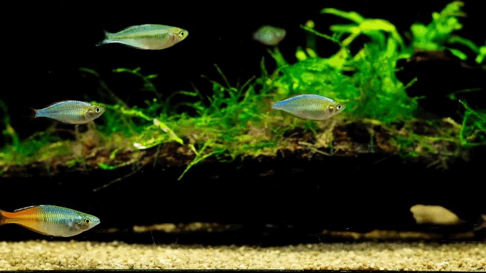 热带观赏鱼长视频,各种热带观赏鱼介绍