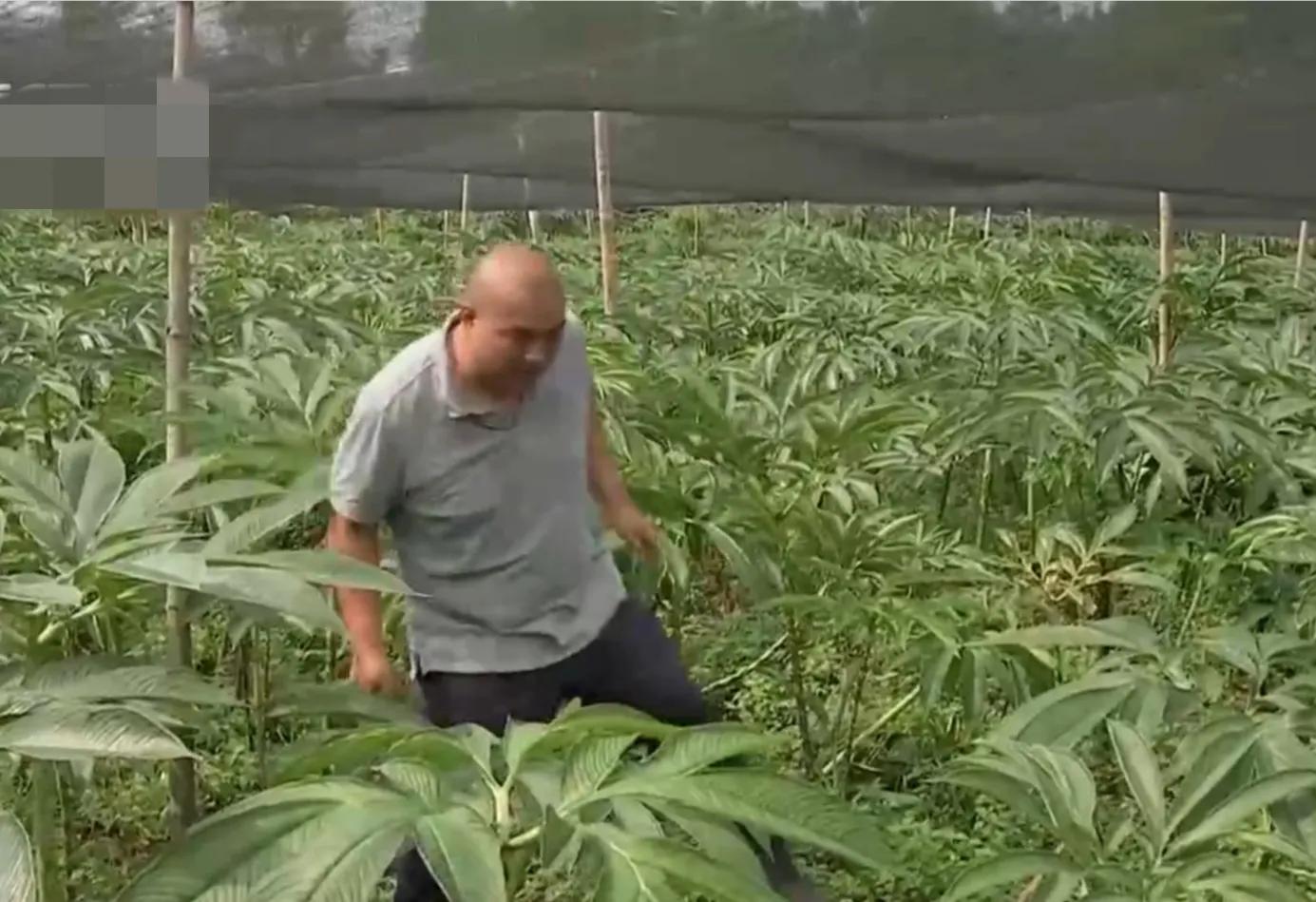 200亩荒山变成聚宝盆,愚公移苍山荒山化作聚宝盆