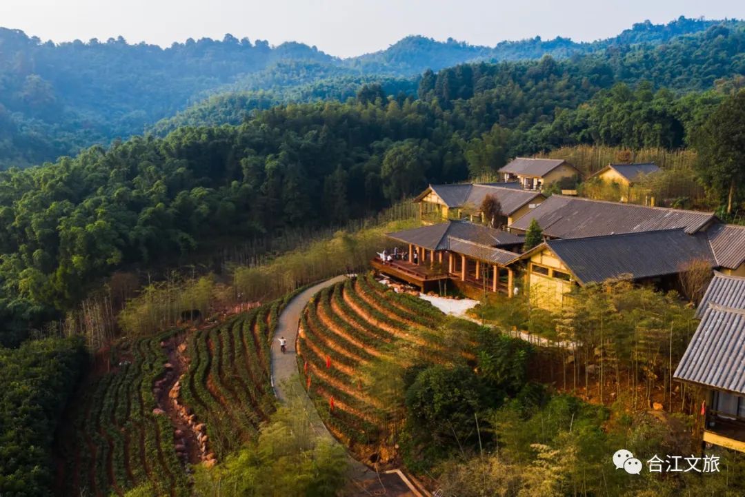 合江古镇荔枝节,合江荔枝节安排