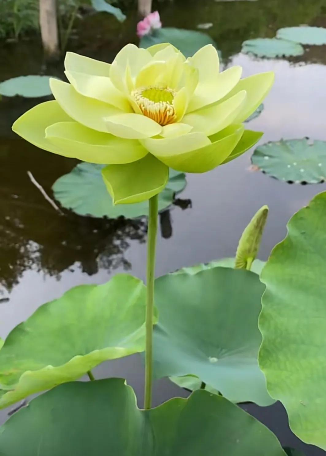 提波的悲剧：是单相思，是嫉妒，还是…