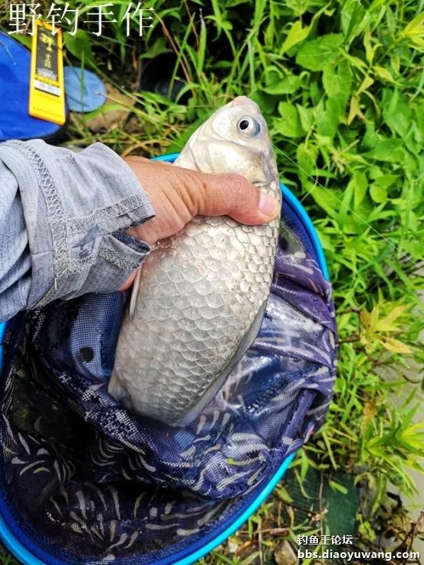 爽钓板鲫，今晚吃鱼