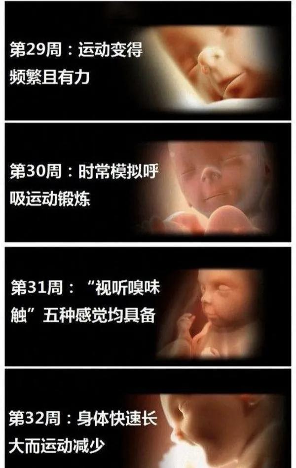胎宝宝每个月发育全过程图,胎宝宝1到10个月变化过程