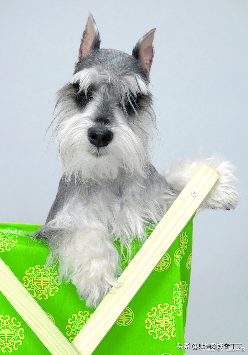 小狗尾巴掉毛秃了怎么解决,小狗身上长癣掉毛怎么办