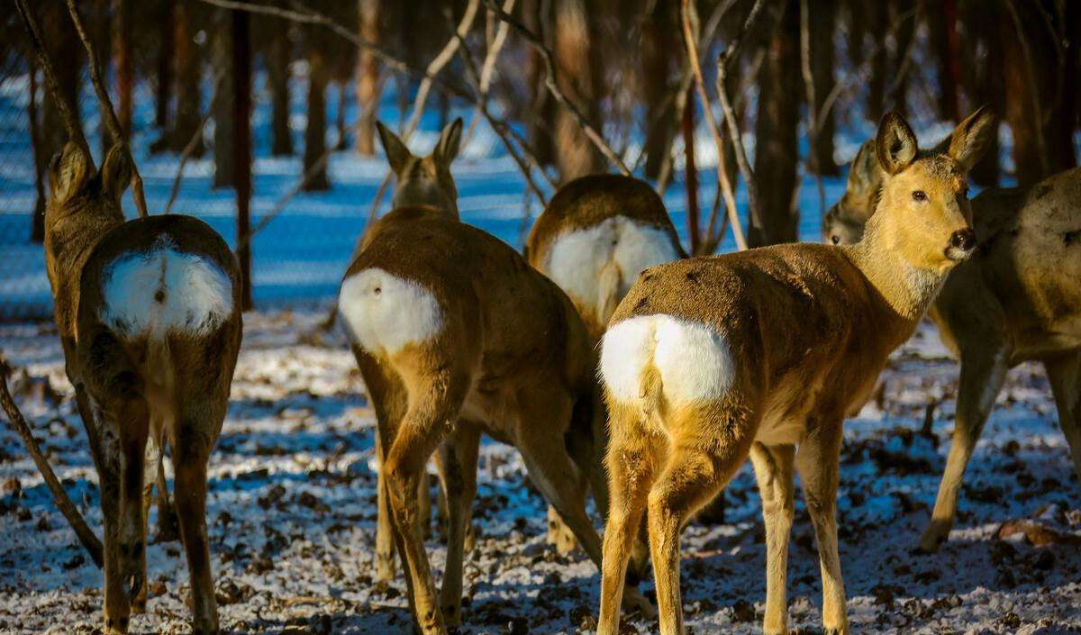 狍子被称为东北第一神兽,东北神兽狍子真的傻吗