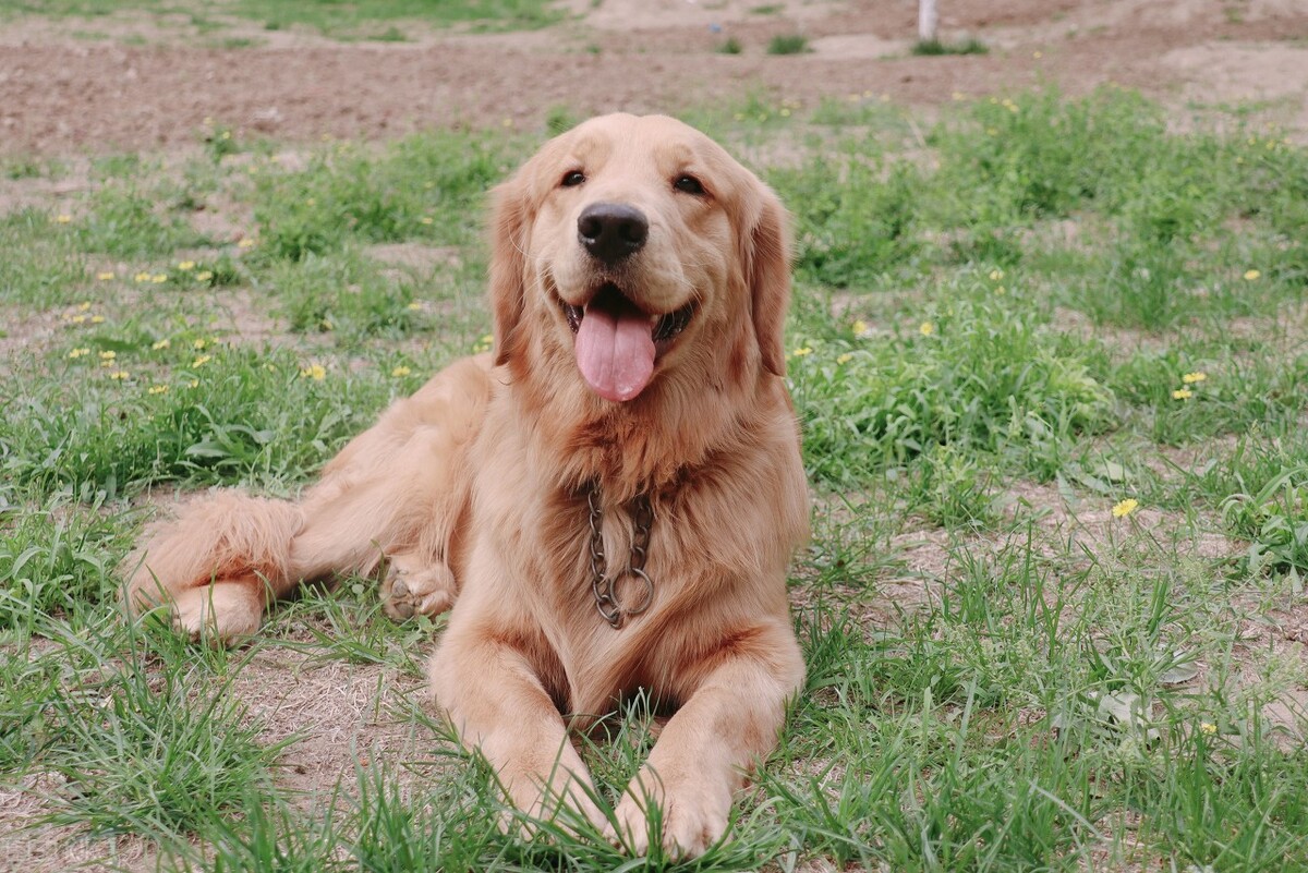 狗狗吃的钙片多少钱一盒,狗狗钙片100元一盒