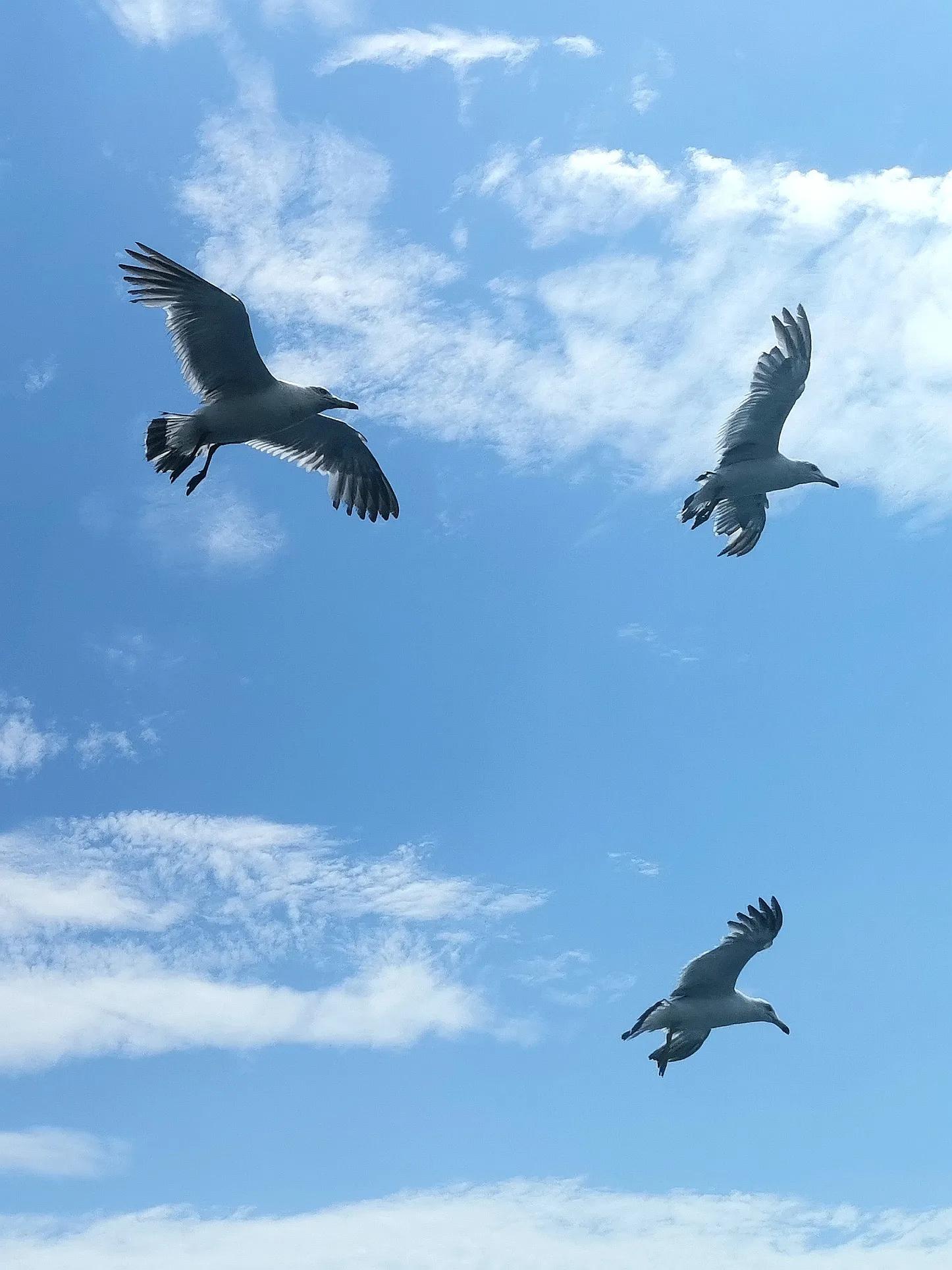 中山广场大连老视频,大连中山广场百年沧桑