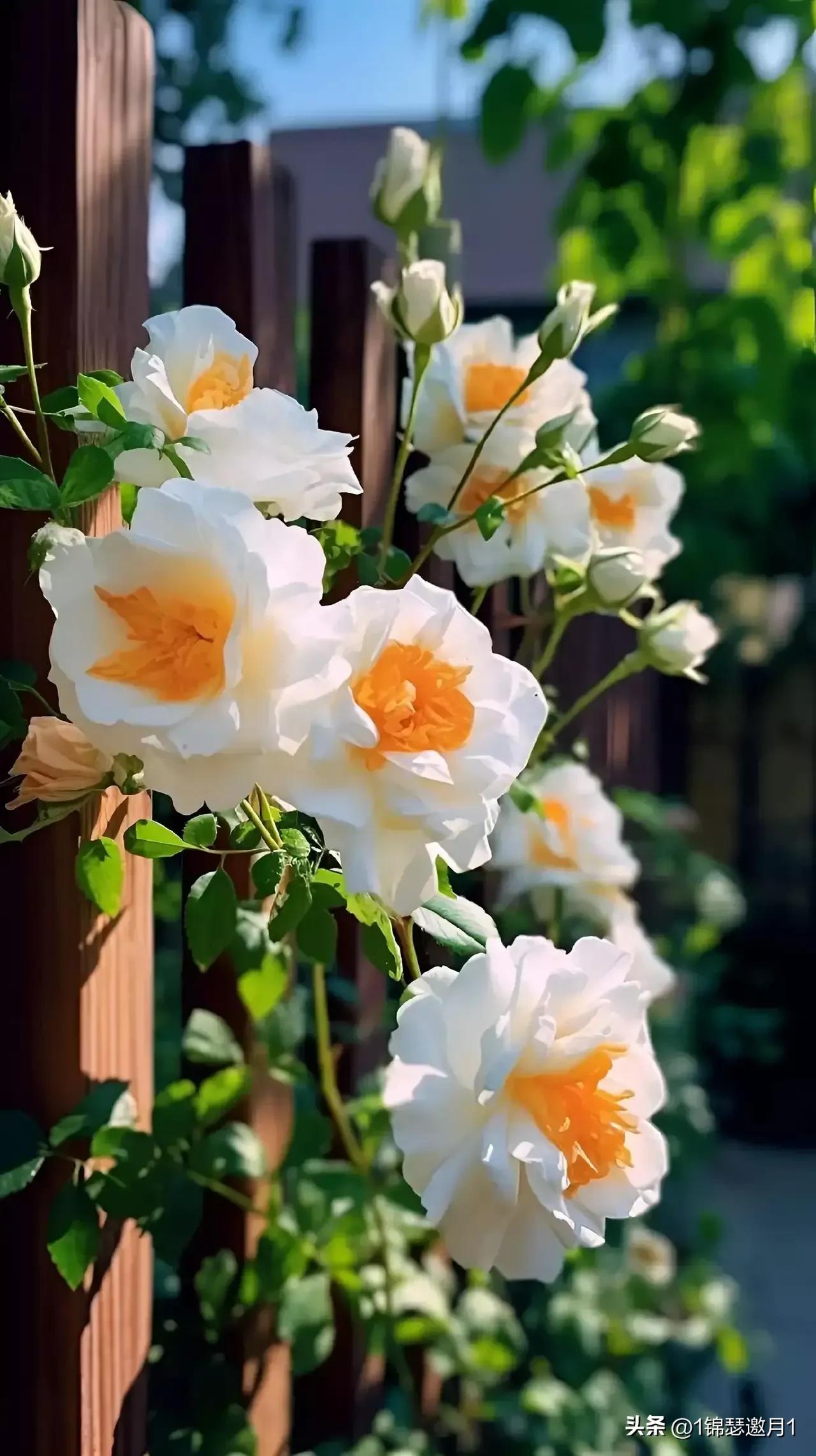 七月的夏天让生活慢下来图片,分享一个夏天的照片