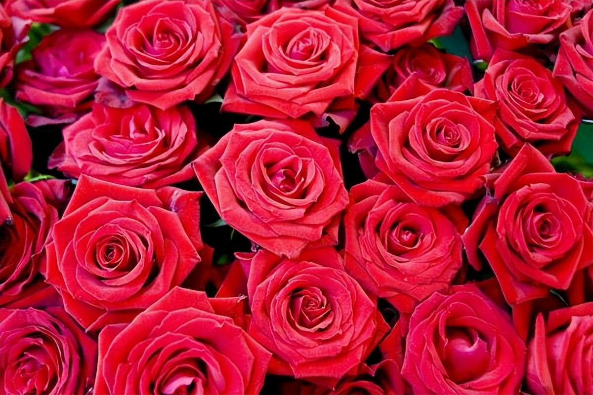 玫瑰情感花语,玫瑰花语关于爱情