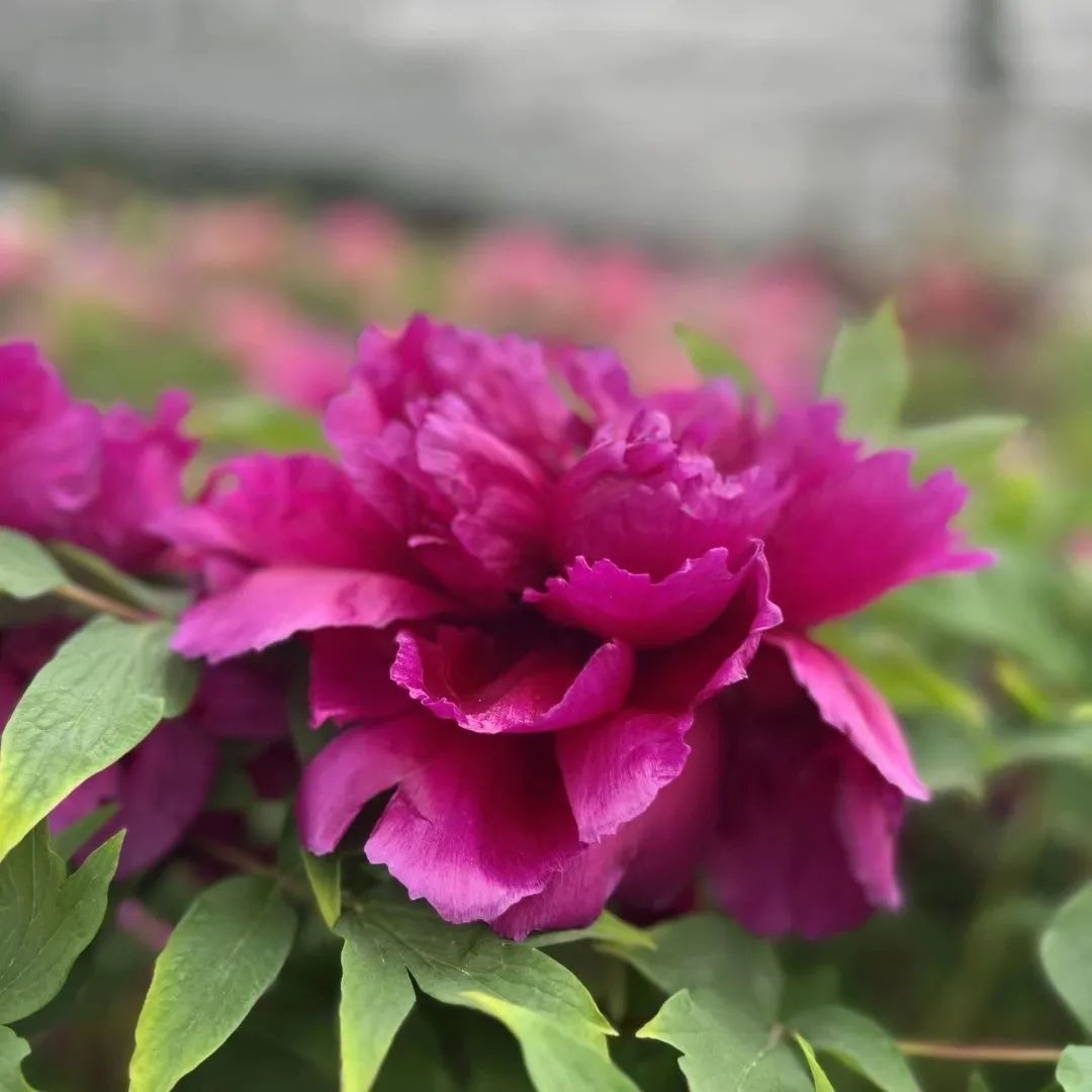 设计知旅第64期丨郑在洛地：设计师职业探索走进神都洛阳