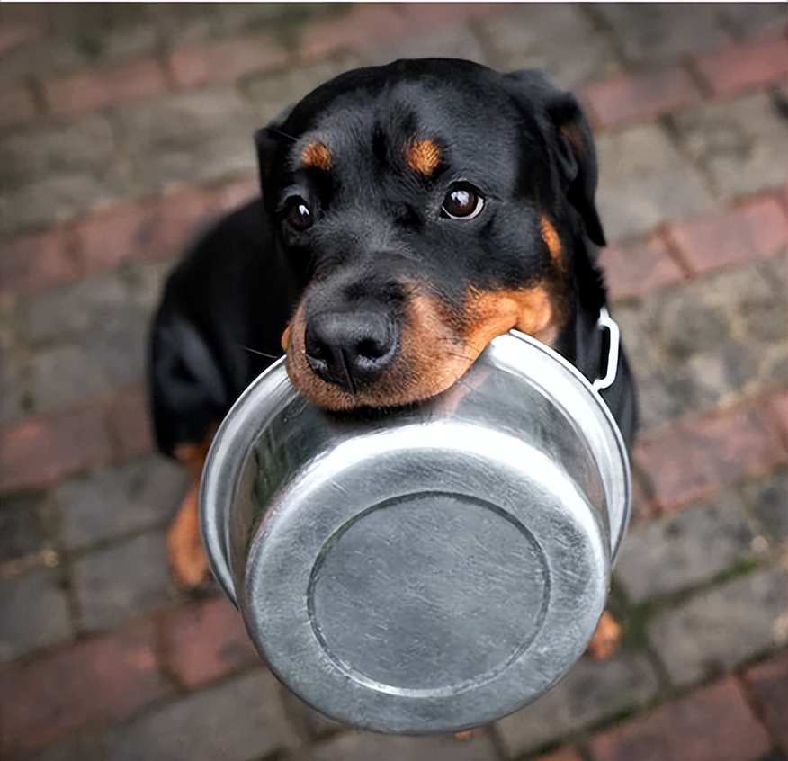 宠物挑食饿着怎么办,宠物挑食饿着还是惯着