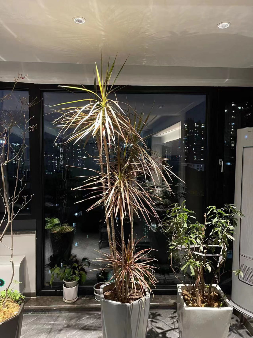 千年木树顶发黄怎么办,千年木叶子变软耷拉