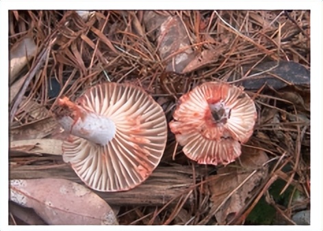不可食用的有毒野生菌,哪五种野生菌不能吃