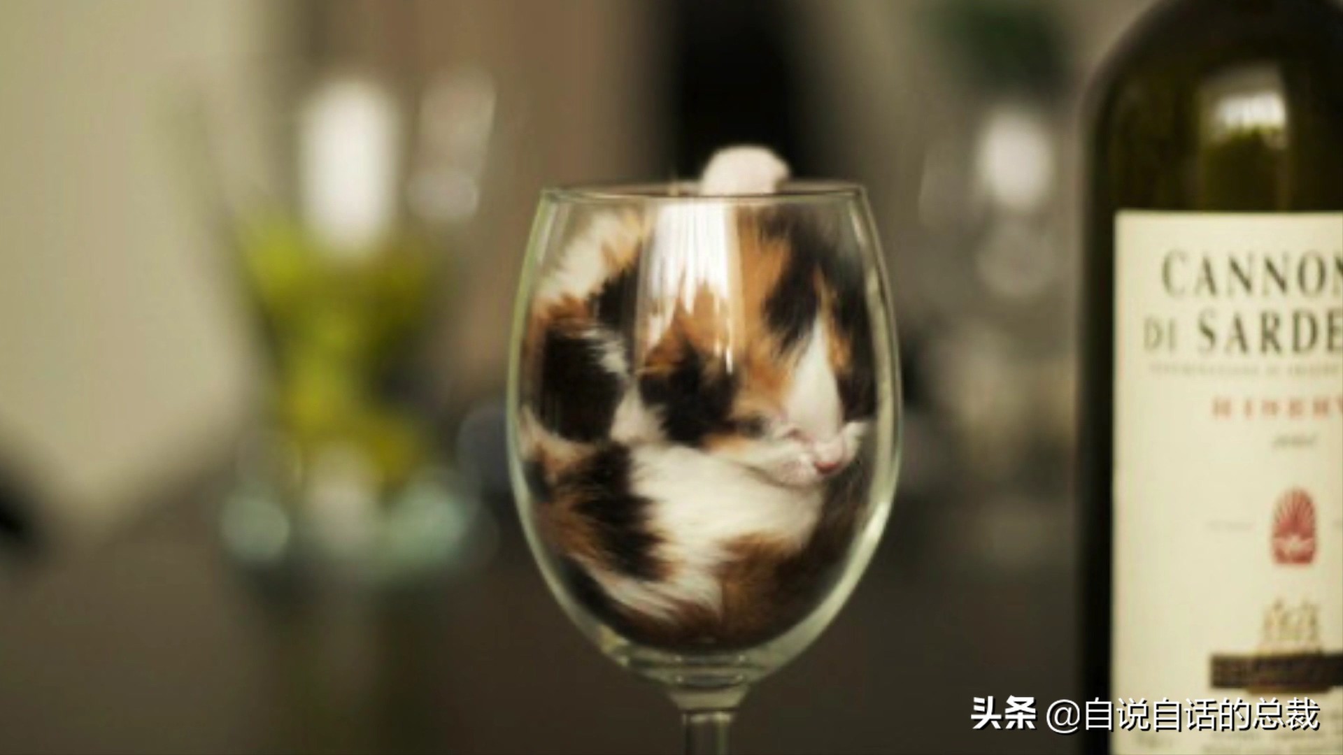 液体猫是真的吗,为什么都说猫咪是液体猫
