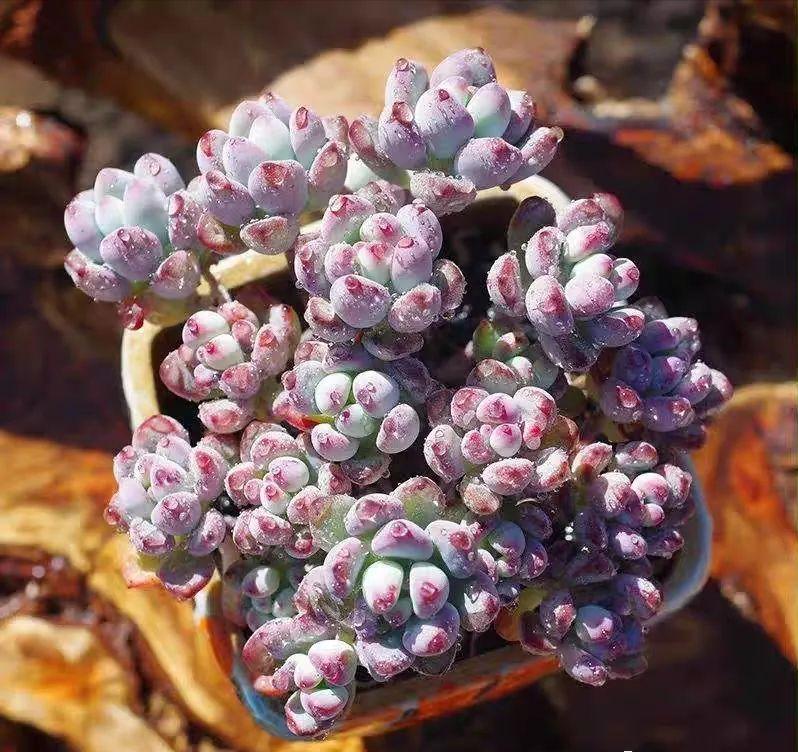 都说多肉漫画汤姆很娇气,我偏偏就不信,夏天也要丢在外面全露养