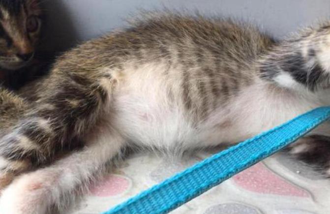 奶猫腹部稍硬就是要排便,奶猫体检