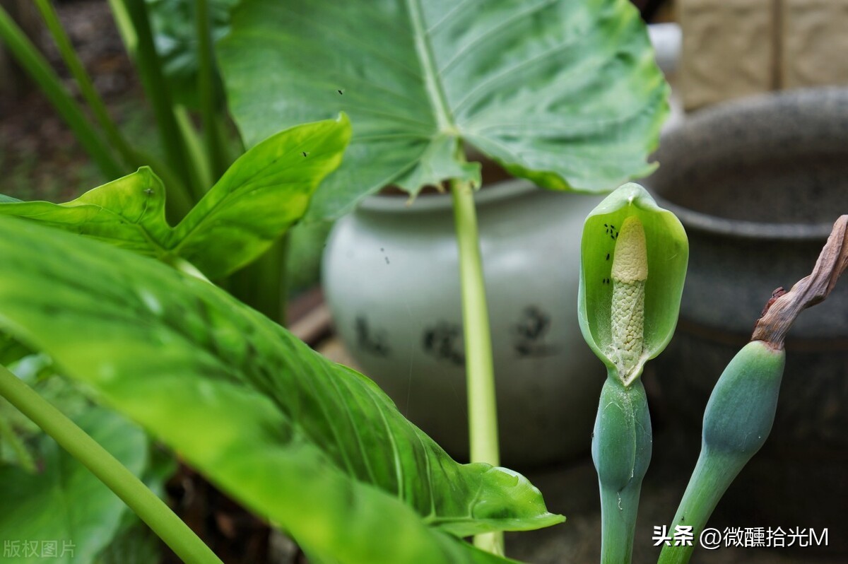 客厅摆放什么绿植好看又好养,客厅最适宜摆放的绿植