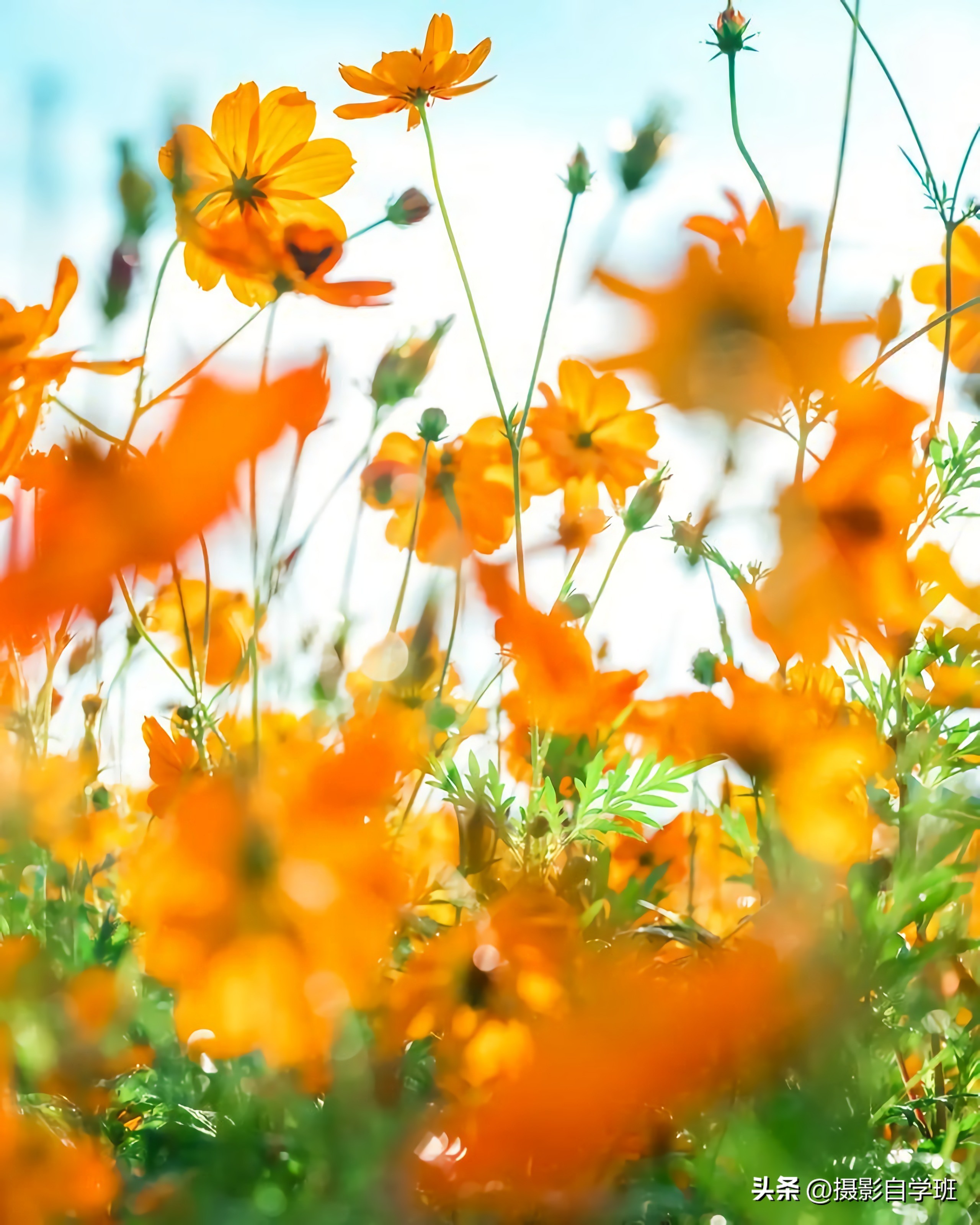 如何在夜里拍出好看的花朵照片,花朵怎么拍出好看的照片