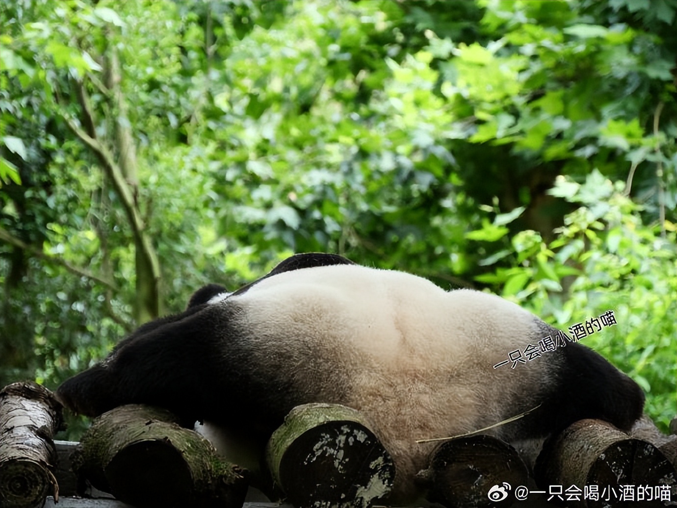 不高的高高和他不白的老婆白云——91年出生的童颜女神大熊猫白云