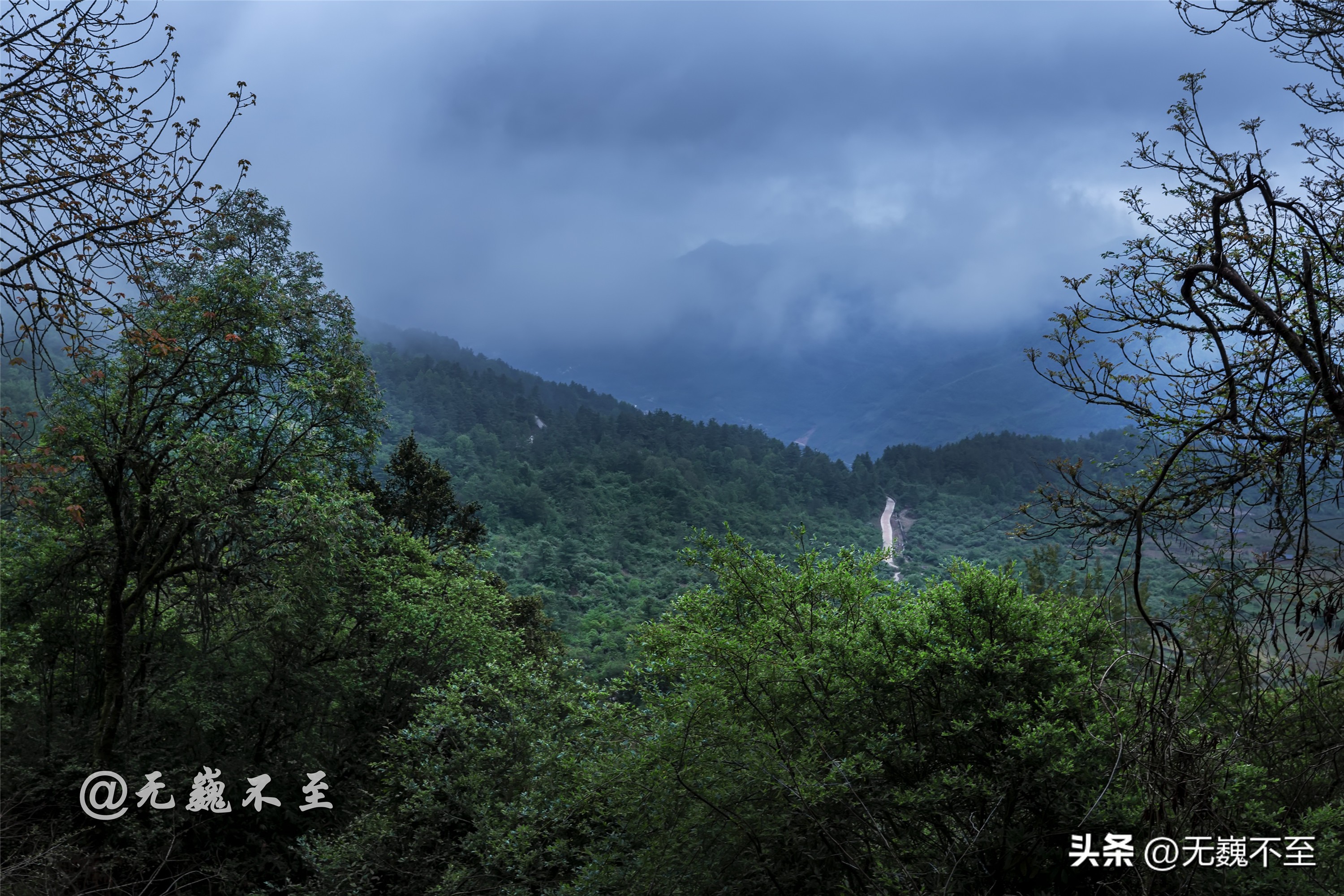 四川雅安桌山黑石公园郁金香绽放,川东灯台报春花