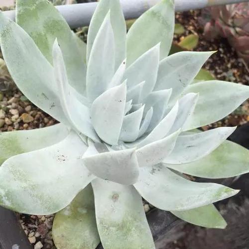 多肉仙女杯喜欢阳光吗,苹果叶仙女杯多肉如何养护