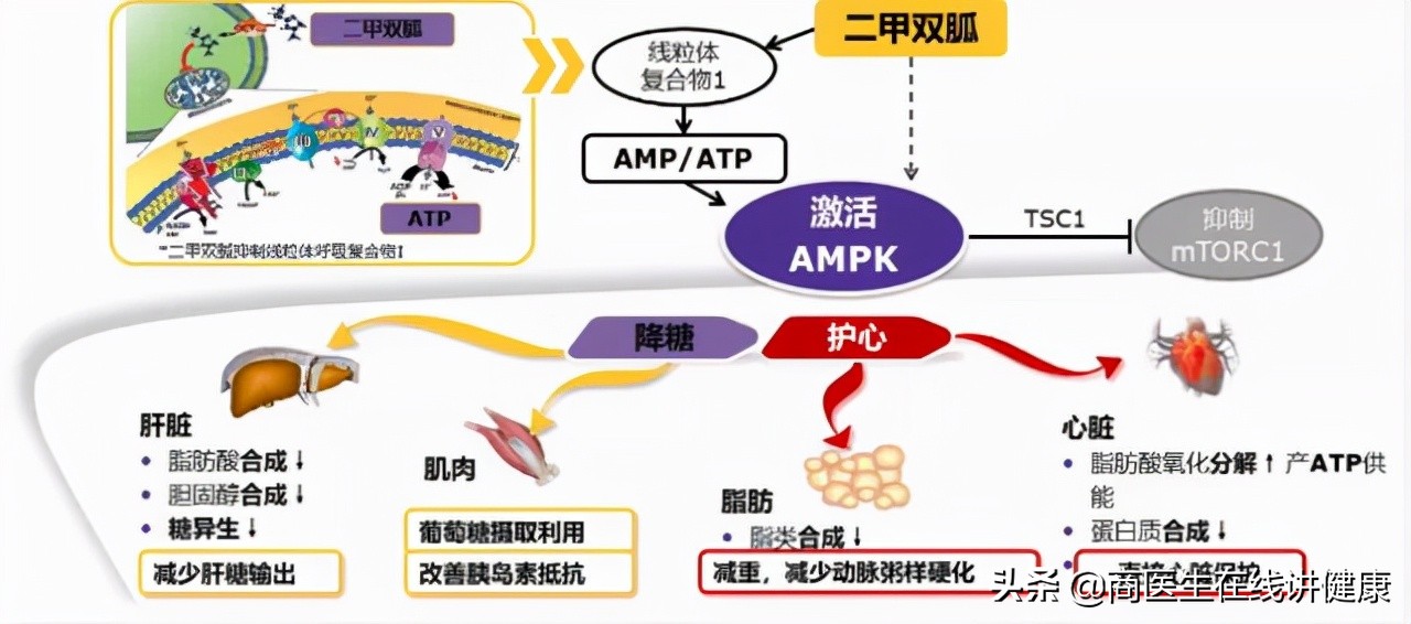 糖尿病吃二甲双胍造成胃难受,糖尿病人吃二甲双胍后有什么反应
