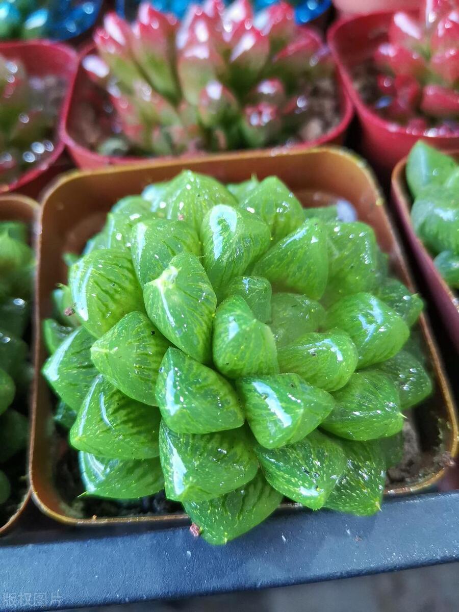 最好看的冰灯玉露品种,冰灯玉露怎么养才能饱满通透一点