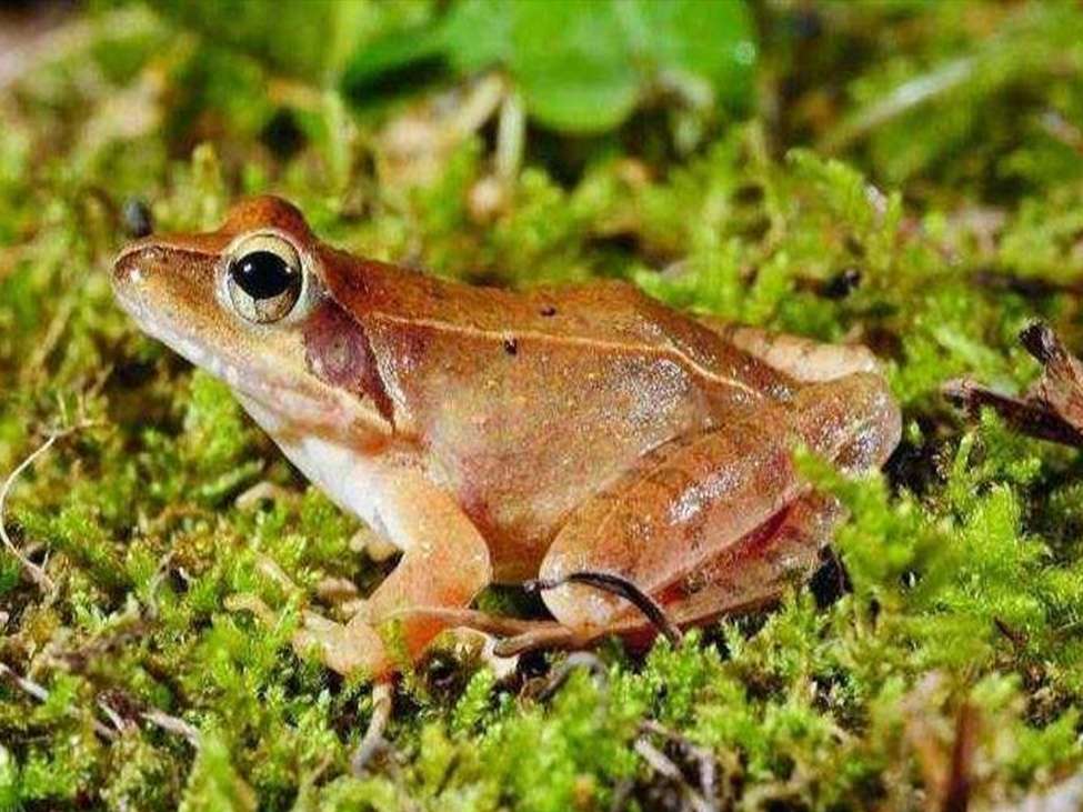 插队时的记忆：五十多年前三道湾抓蛤蟆