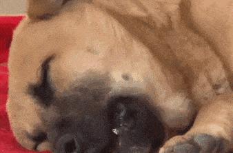 狗吃腊肠会拉肚子吗,狗吃香肠为什么会吐出白沫