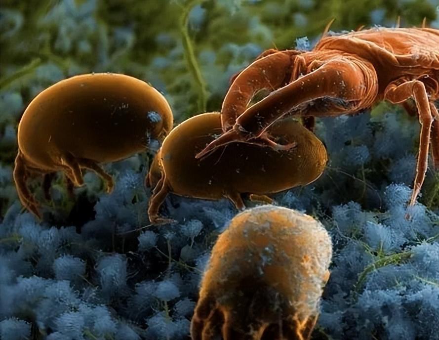 新手如何挑选乳胶床垫,初学者床垫