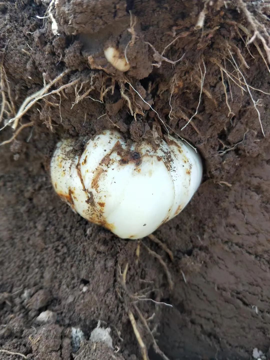 百合种类名称及图片及花语,可以入药的百合品种