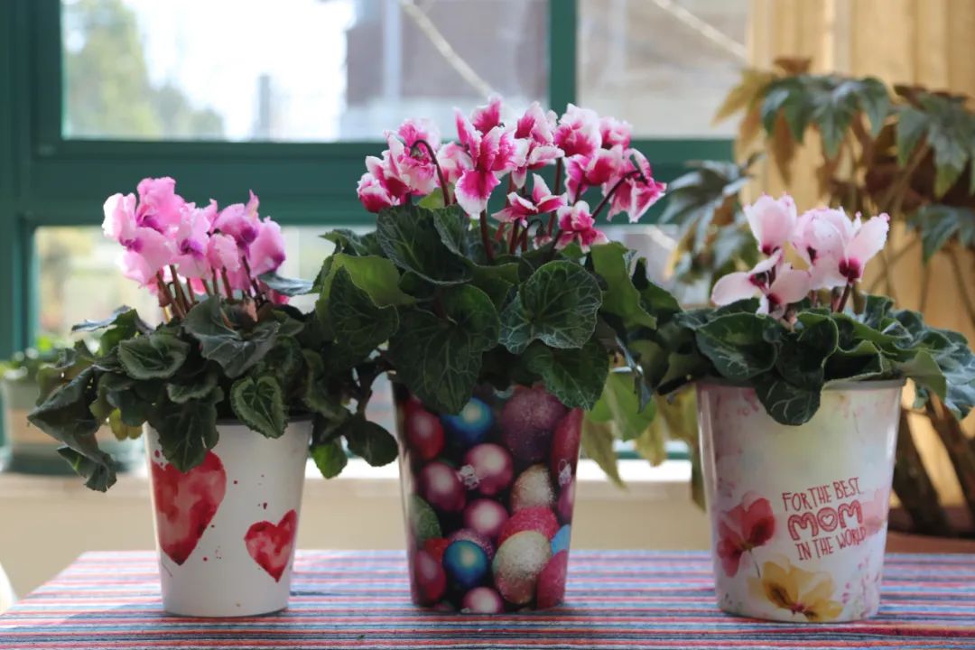 回家过年植物没人浇水怎么办,放假回家植物怎么办