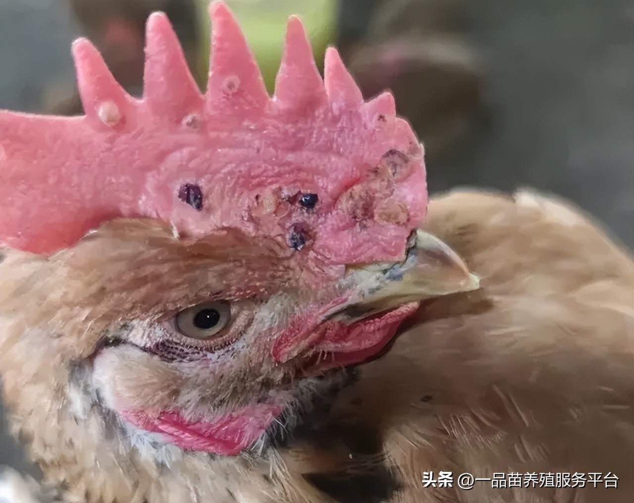 散养鸡得鸡痘怎么用药,养鸡长鸡痘要吃什么药