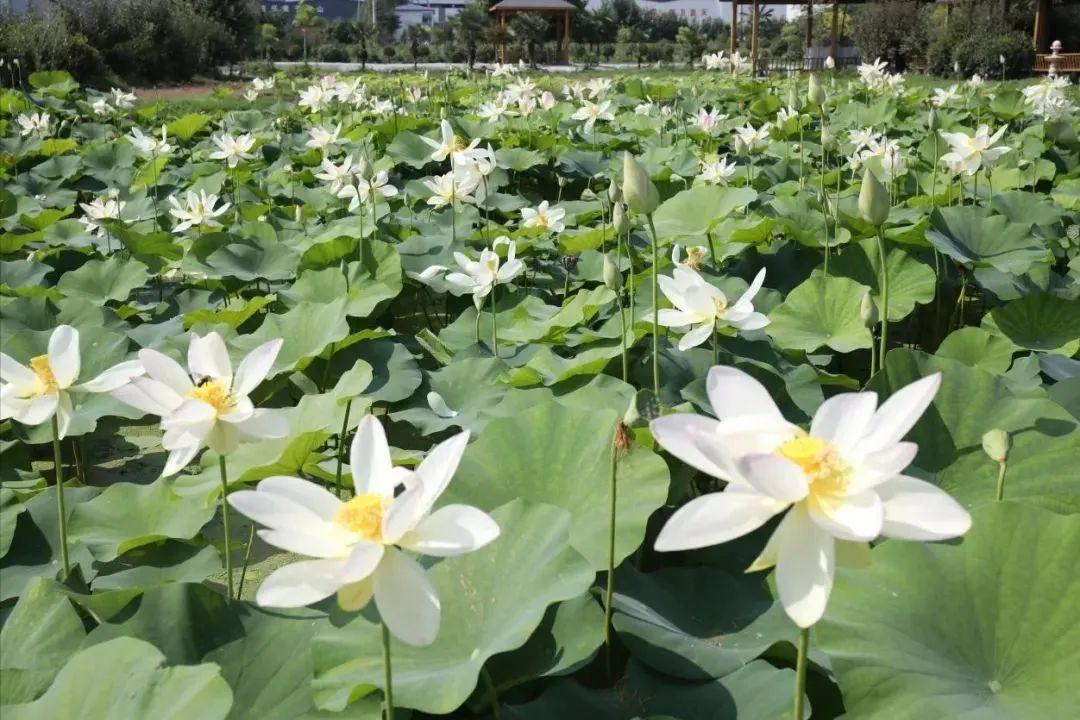 百变角色卡！假日玩转高新↓↓↓