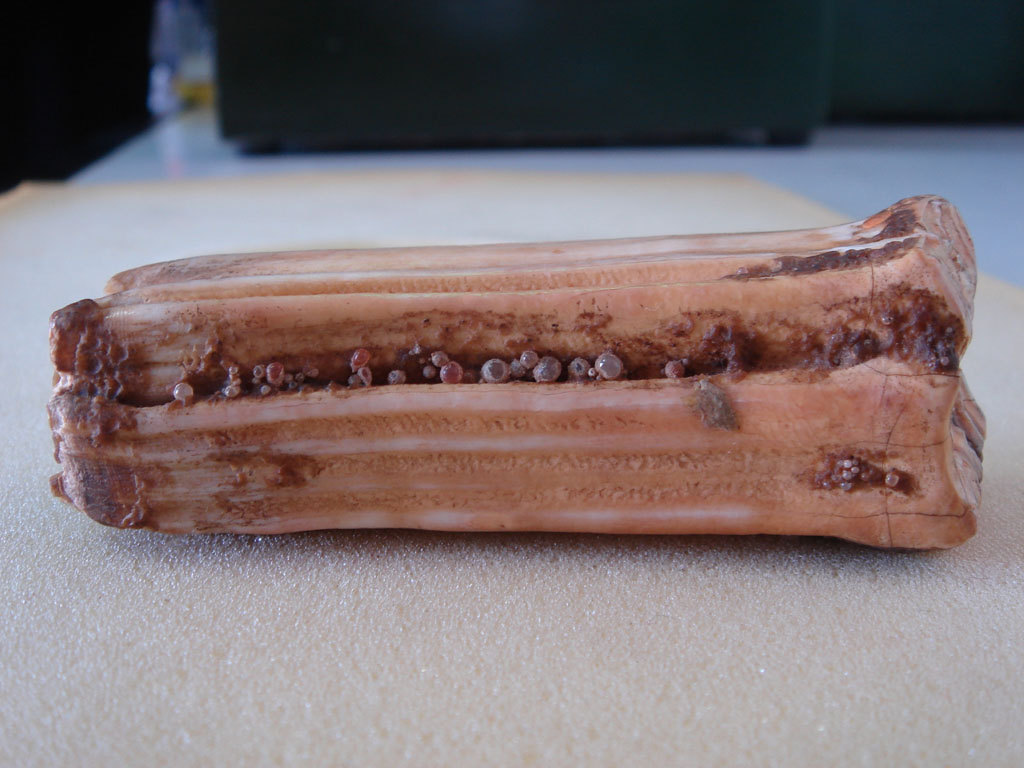 舍利到底是什么样子的,舍利小知识