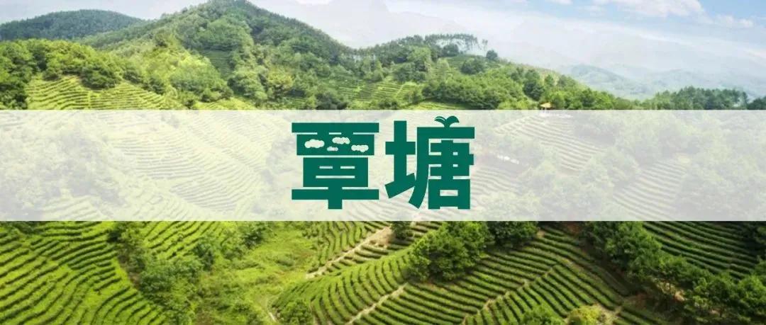千年古树百年茶,千年古树野生茶1000克珍藏品