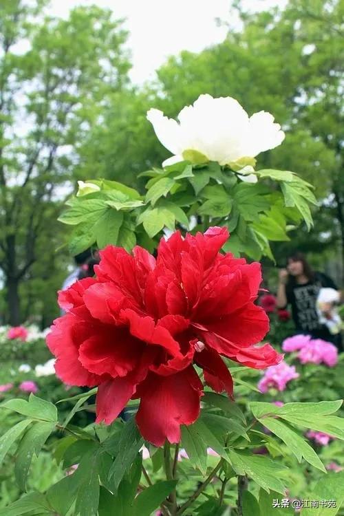 世界独一无二中国国花洛阳牡丹,洛阳牡丹定为国花的理由