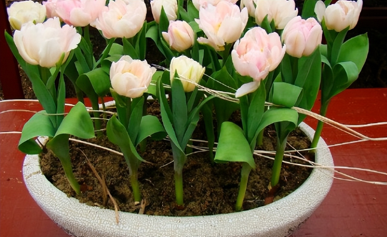 奶奶叮嘱，“花草有三不送，送了变仇人”，过来人的经验