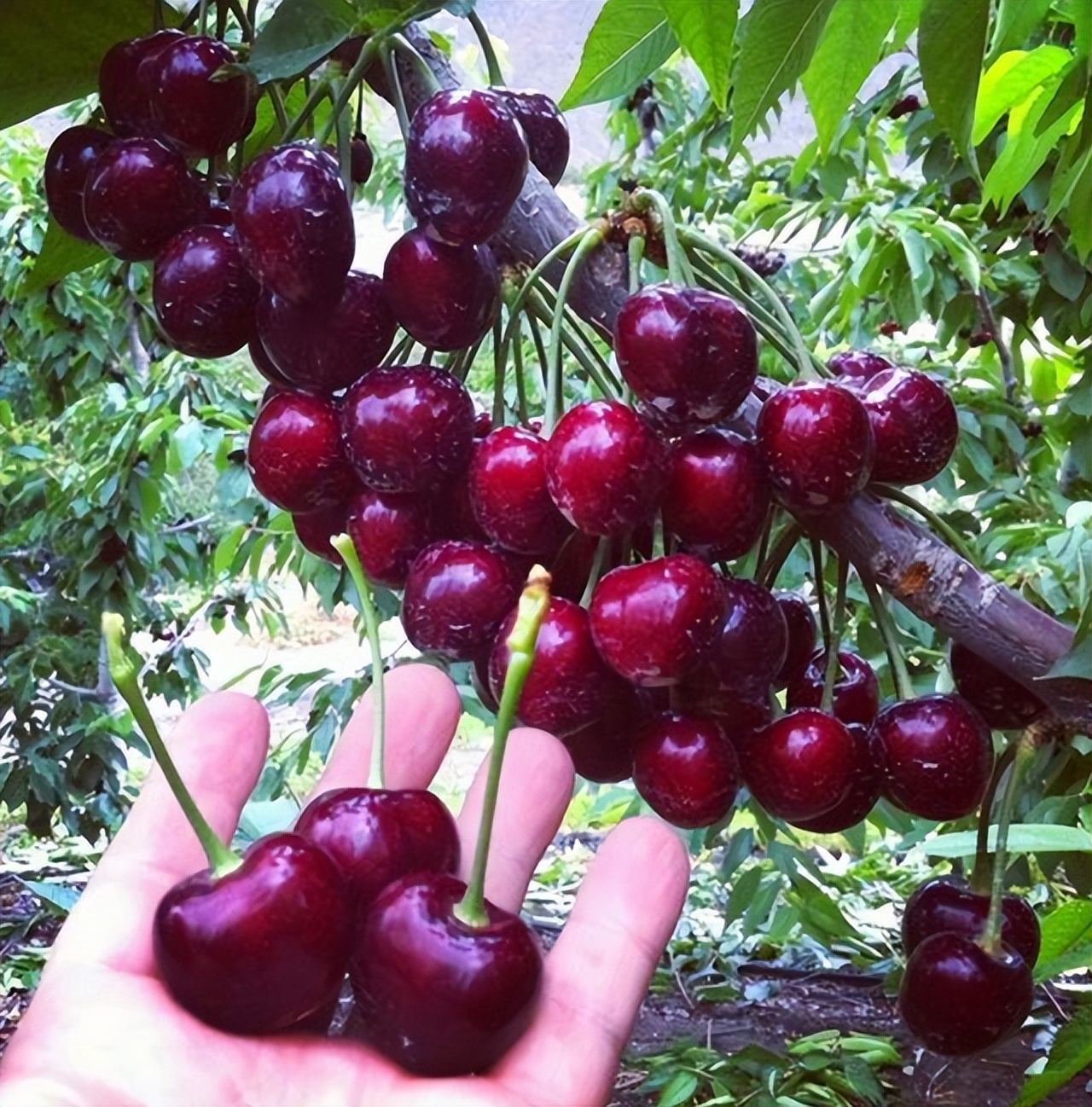 盆栽樱桃需要注意什么,盆栽樱桃的管理方法