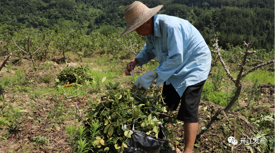 青花椒致富项目,四川通江县发展青花椒产业