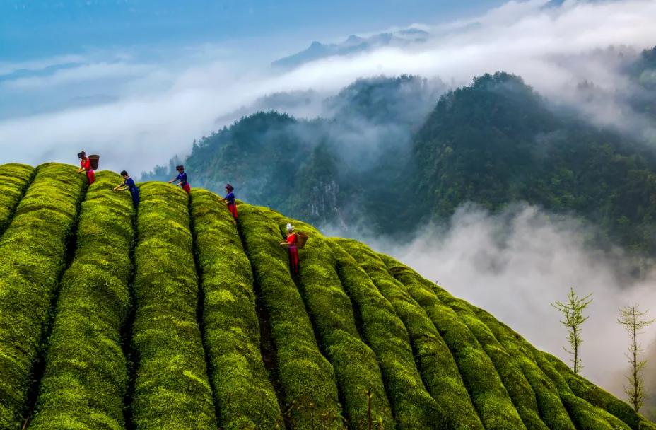 买茶叶打假骗局有哪些,在网上买茶叶如何分辨好坏