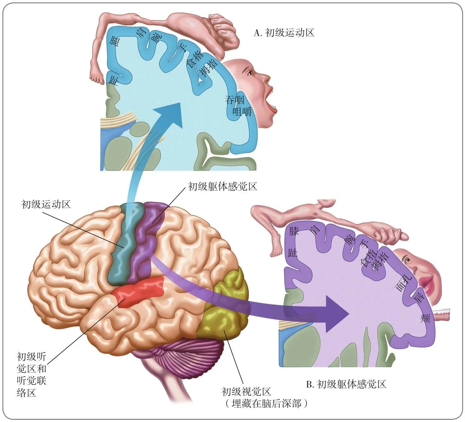 脑的骨结构和功能图,脑的结构和功能