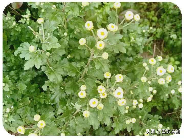 「文人情怀」月影|《吟秋》组诗